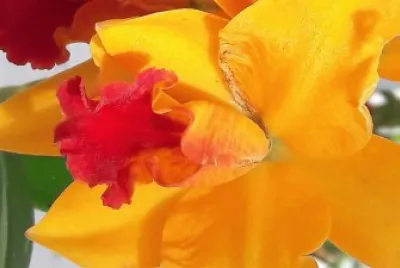 flores