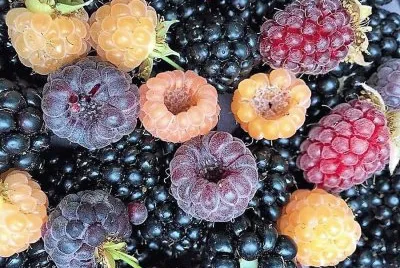 frutas