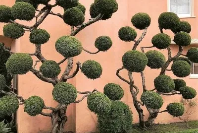 natural