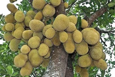 frutas