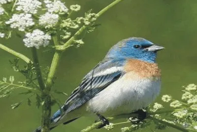 Birds