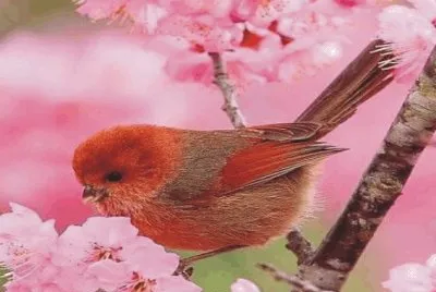 Birds jigsaw puzzle