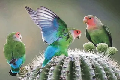Birds