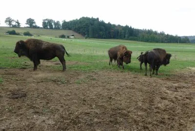 Bisontes