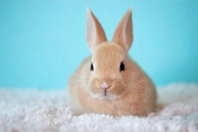 bunny