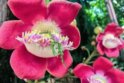 flores