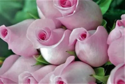 flores