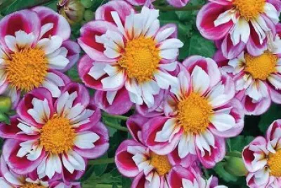 flores