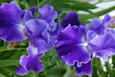 flores