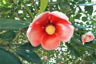 flores