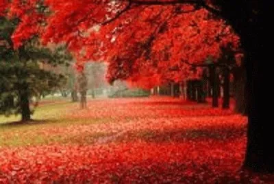 natureza