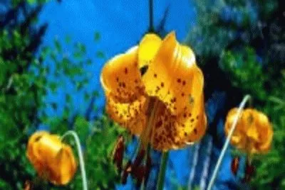 flor