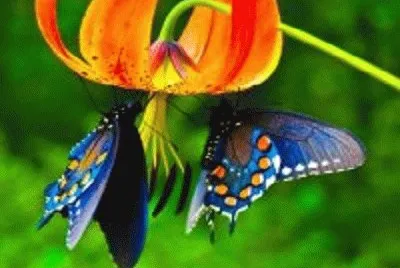 flor