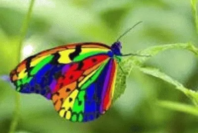 borboleta