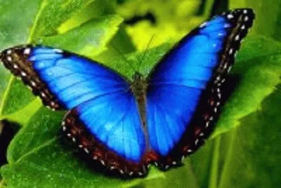 borboleta