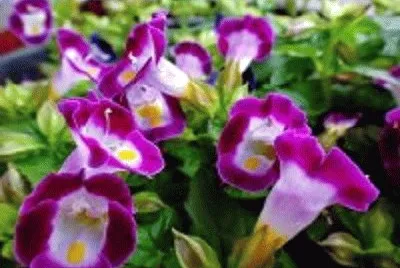 flor
