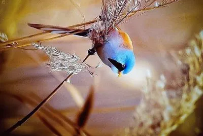 natural