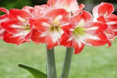 flor