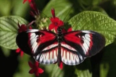 borboleta