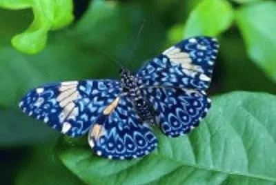 borboleta