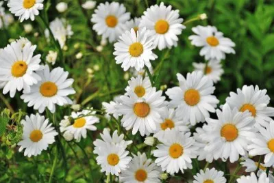 flores