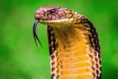 serpente