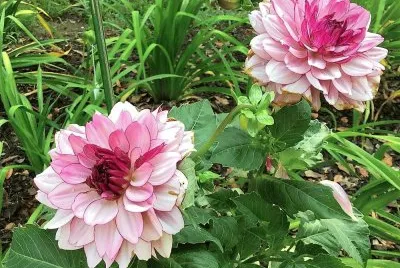 flores