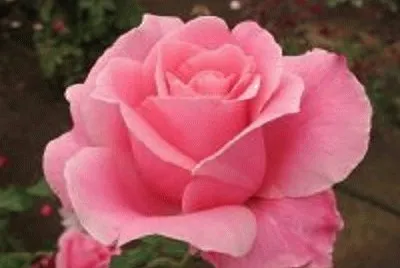 rosa