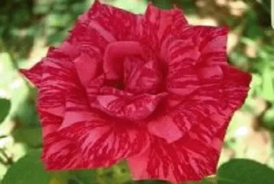 flor