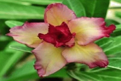 flor