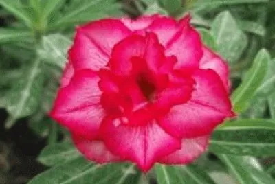 flor