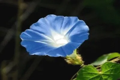 flor