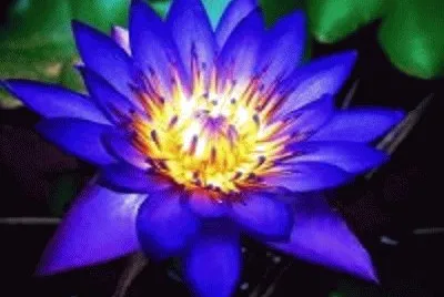 flor