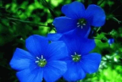 flor