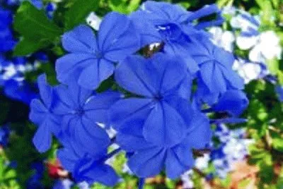flor