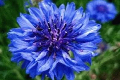 flor
