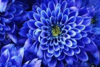 flor