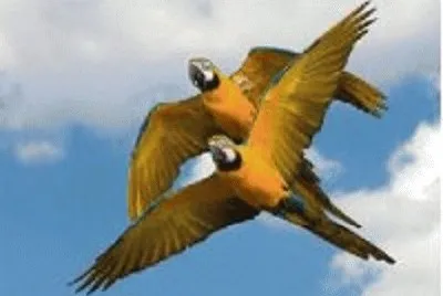 pÃ¡ssaro