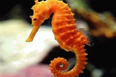 פאזל של Cavalo marinho