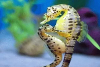 פאזל של Cavalo marinho