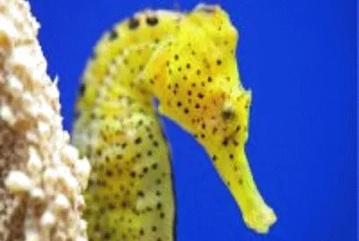 פאזל של Cavalo marinho