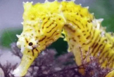 פאזל של Cavalo marinho