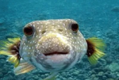 peixe