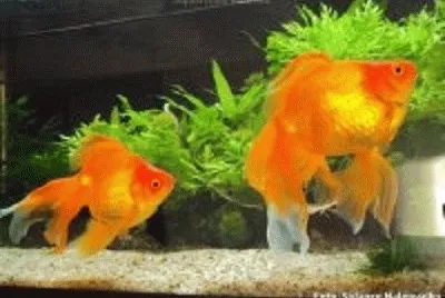 peixe
