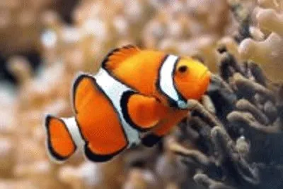 peixe jigsaw puzzle