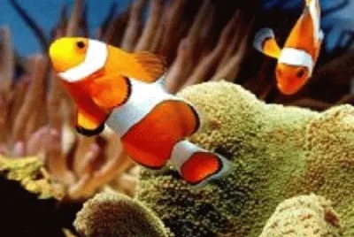 peixe jigsaw puzzle