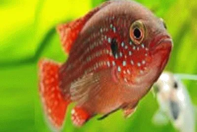 peixe jigsaw puzzle