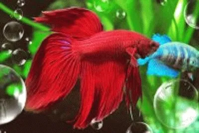 peixe jigsaw puzzle