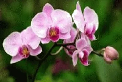 orquÃ­dea