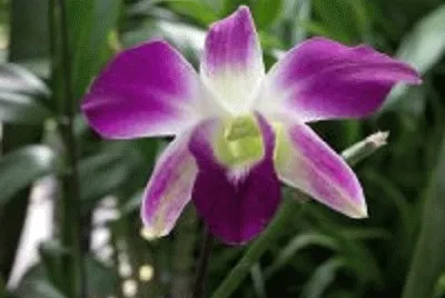 orquÃ­dea